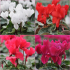 Lot de 4 cyclamens Outstanding - couleurs variées