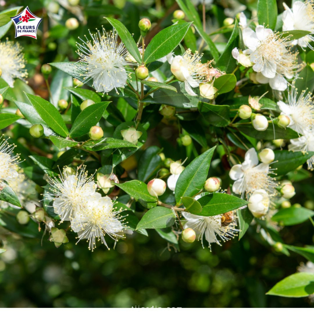Myrtus communis tarentina (Myrte de Tarente)