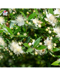 Myrtus communis tarentina (Myrte de Tarente)