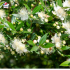 Myrtus communis tarentina (Myrte de Tarente)
