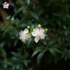 Myrtus communis tarentina (Myrte de Tarente)