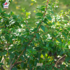 Myrtus communis tarentina (Myrte de Tarente)