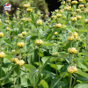 Phlomis 'Le Sud' (sauge de Jérusalem)