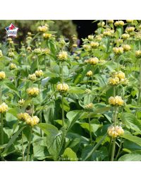 Phlomis 'Le Sud' - Sauge de Jérusalem