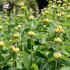 Phlomis 'Le Sud' (sauge de Jérusalem)