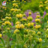 Phlomis 'Le Sud' (sauge de Jérusalem)