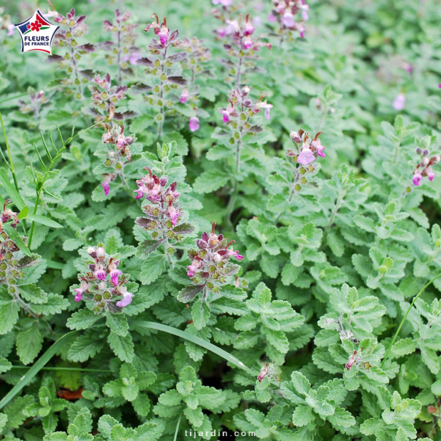 Teucrium lucidrys (germandrée luisante) Teucrium lucidrys (germandrée luisante)