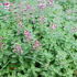 Teucrium lucidrys (germandrée luisante)