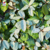 Eleagnus ebbingei (chalef de Ebbing)