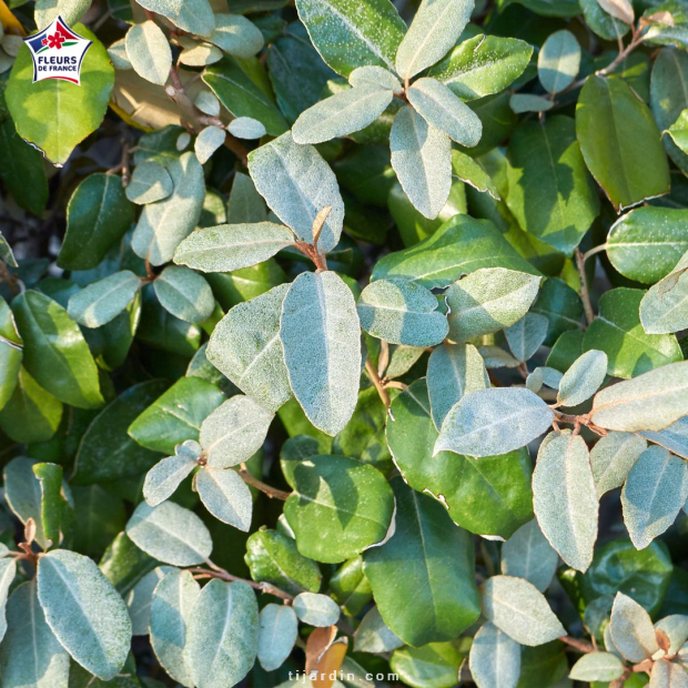 Eleagnus ebbingei (chalef de Ebbing)
