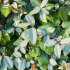 Eleagnus ebbingei (chalef de Ebbing)
