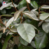 Eleagnus ebbingei (chalef de Ebbing)