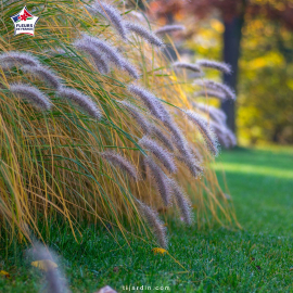 Herbe aux écouvillons 'Hameln' (Pennisetum alopecuroides)