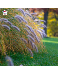 Herbe aux écouvillons 'Hameln' (Pennisetum alopecuroides)