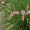 Herbe aux écouvillons 'Hameln' (Pennisetum alopecuroides)