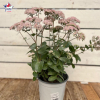 Sedum 'Matrona' 