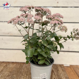 Sedum 'Matrona' 