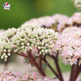 Sedum 'Matrona' 