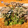 Sedum 'Matrona' 