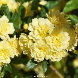 Rosa banksiae 'Lutea'