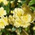Rosa banksiae 'Lutea' - Rosier de Banks Jaune