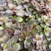 Sedum 'Spurium brown'