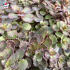 Sedum 'Spurium brown'