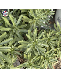 Sedum middendorffianum - Orpin du Kamtchatka