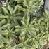 Sedum Middendorffianum - Orpin du Kamtchatka