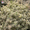Sedum 'Little Missy'