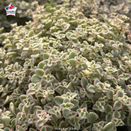 Sedum 'Little Missy'