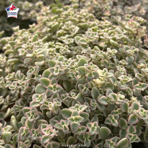 Sedum 'Little Missy'