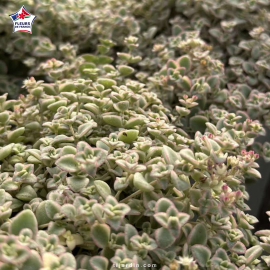 Sedum 'Little Missy'