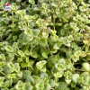 Sedum 'Little Missy'
