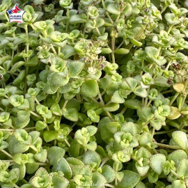 Sedum 'Little Missy'