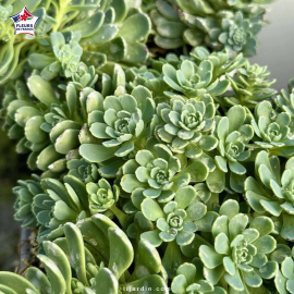 Sedum floriferum 'Weihenstephaner Gold'