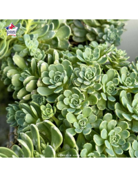 Sedum 'Pachyclados'