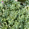 Sedum floriferum 'Weihenstephaner Gold'