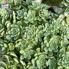 Sedum floriferum 'Weihenstephaner Gold'
