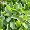 Sedum floriferum 'Weihenstephaner Gold'