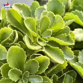 Sedum floriferum 'Weihenstephaner Gold'