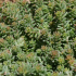 Sedum 'Hispanicum'