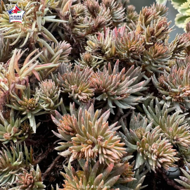 Sedum hakonense 'Chocolate Ball' Sedum hakonense 'Chocolate Ball'