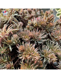 Sedum hakonense 'Chocolate Ball'