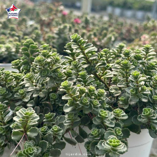 Sedum album 'Coral Carpet'