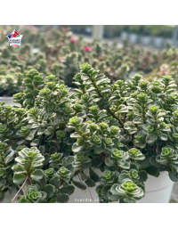 Sedum 'Spot on Deep Rose'