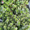 Sedum album 'Coral Carpet'