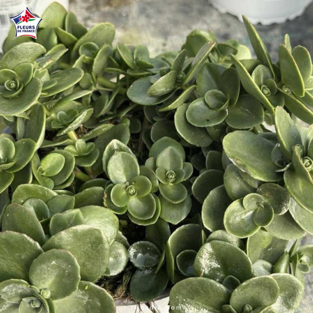 Sedum album 'Coral Carpet'