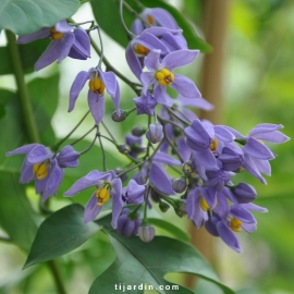 Solanum seaforthianum