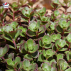 Sedum 'Spurium brown'